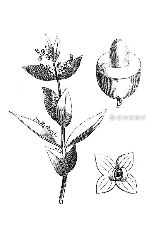 Olea europaea(橄榄树)